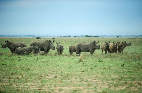 "There is currently a ban on the international trade in rhino horn," writes Somerville. "Hume believes that rhinos in the wild will only be saved through a combination of good security and dehorning, at least on private ranches. A few national parks and reserves want to dehorn and there is a lobby for a regulated and closely monitored legal trade in rhino horn."