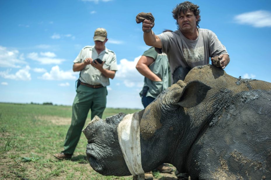 A rhino comes out of sedation at Hume's ranch. The team typically dehorns each rhino every 18 months to two years. Hume has bred 951 rhinos over the last 25 years. South Africa has 18,796 white rhinos and 1,916 black rhinos, writes Somerville.