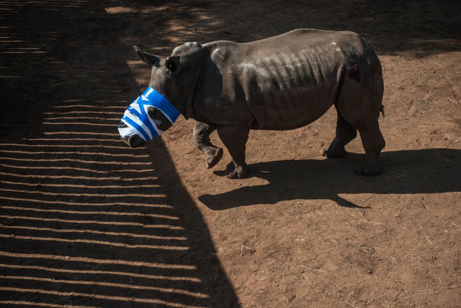 A rhino on a ranch in Bela Bela, 150 kilometers north of Johannesburg. This animal had been dehorned by poachers and left for dead, requiring stitches to repair the wound. Some poachers hack beneath the skin and remove the horn bed, leaving rhinos with gaping wounds.
