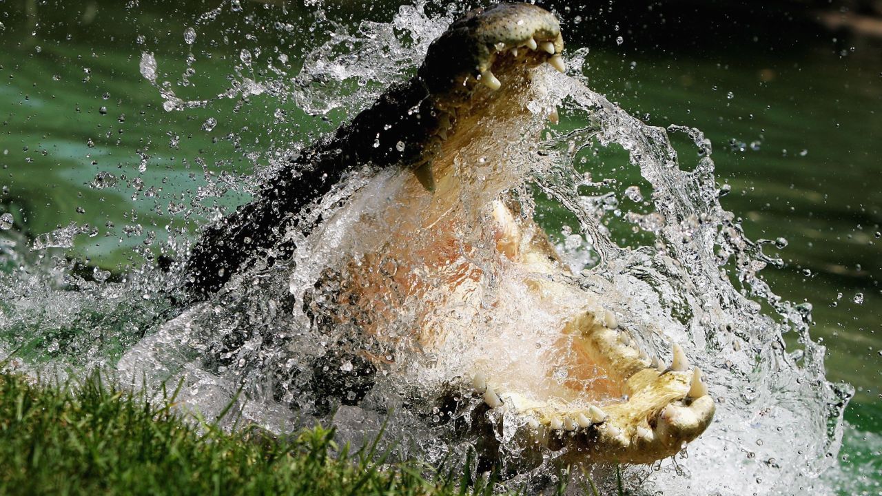 indopacfic crocodile