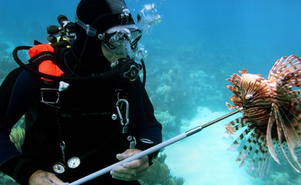 Methods to control lionfish populations have had mixed results.<br /><br />Spear-fishing derbies have reduced their numbers in localized areas, but have not impacted the wider spread. 