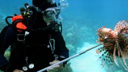 diver lionfish