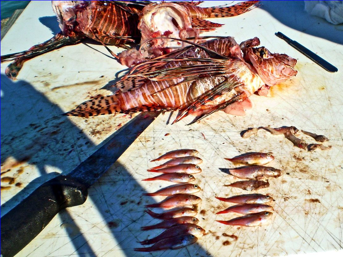 Dissection of a lionfish reveals its rampant appetite.       