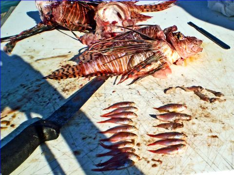 Invasive lionfish are not recognized as a threat by native fish, allowing them to gorge to the point of obesity. <br /><br />Lionfish eat everything from shrimp and squid to molluscs and lobster, and have decimated native species populations. 