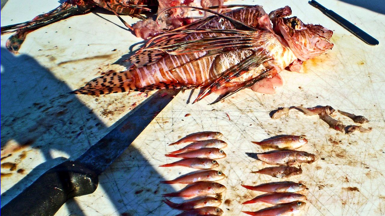 Dissection of a lionfish reveals its rampant appetite.       