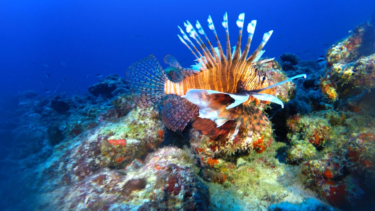 Lionfish swims on Bermuda reef. Studies have shown the predators can wipe out 80%-90% of reef biodiversity within weeks.