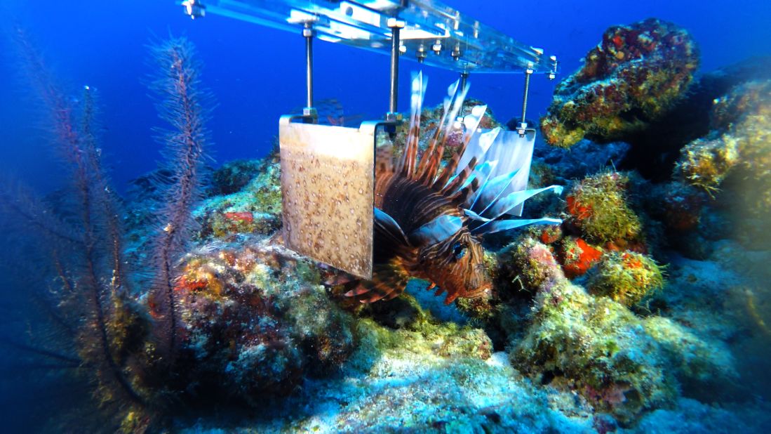 A lionfish between two electrodes during tests of a prototype of a robot designed to cull the invasive species. 