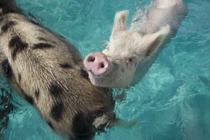 The only permanent residents on uninhabited Big Major Cay in the Bahamas, feral pigs sun themselves on the sand before dashing into the blue waters of the Exumas.