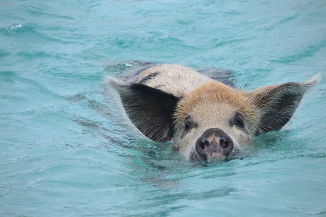 Resident pigs on Big Major Cay in the Bahamas regularly take to the water.