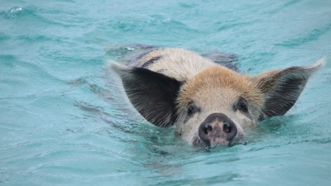 Resident pigs on Big Major Cay in the Bahamas regularly take to the water.