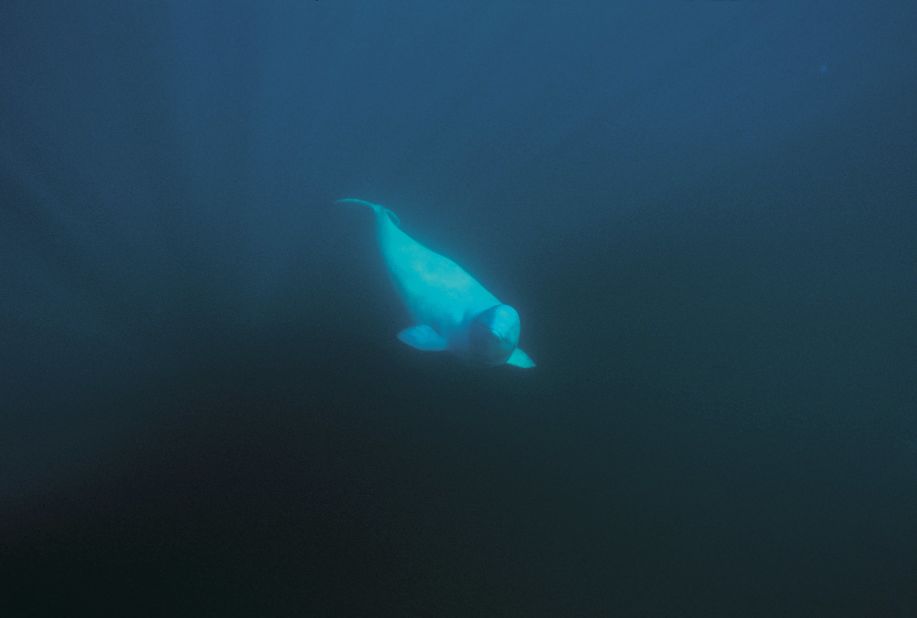 Beluga whales come to Manitoba to spawn in the murky mouth of the Churchill River. The chilly waters also welcome wetsuit-protected snorkelers for magical whale encounters.