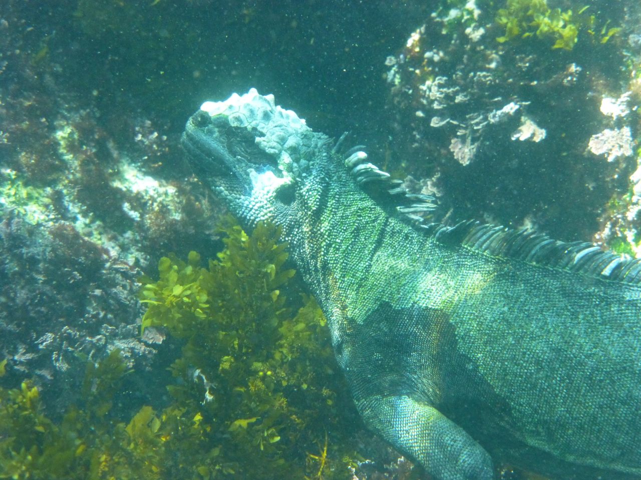 It's no secret that Ecuador's Galapagos Islands are one of the world's great wildlife destinations. And that's as true on land as it is in the water, where explorers may encounter creatures like this marine iguana.