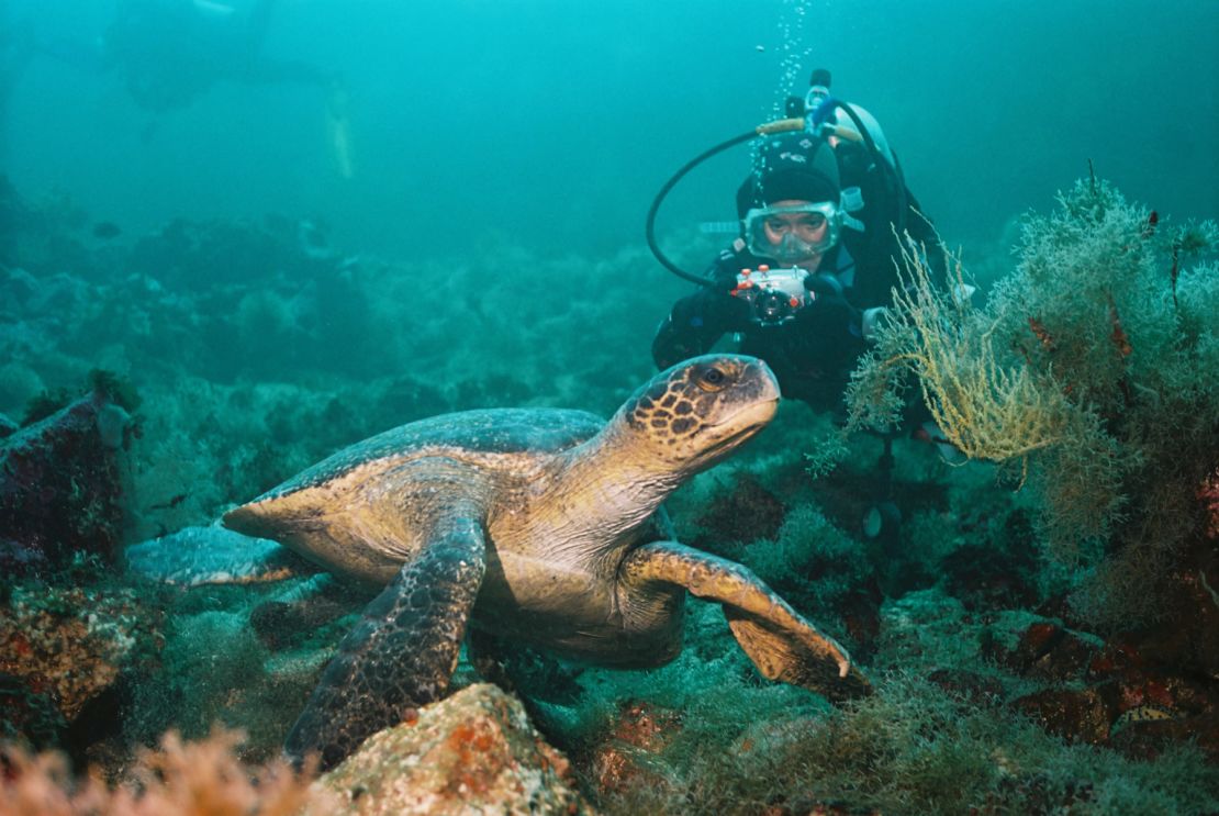 Animal encounters in the Galapagos -- on land and underwater -- are among the world's most unique.