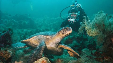 Animal encounters in the Galapagos -- on land and underwater -- are among the world's most unique.