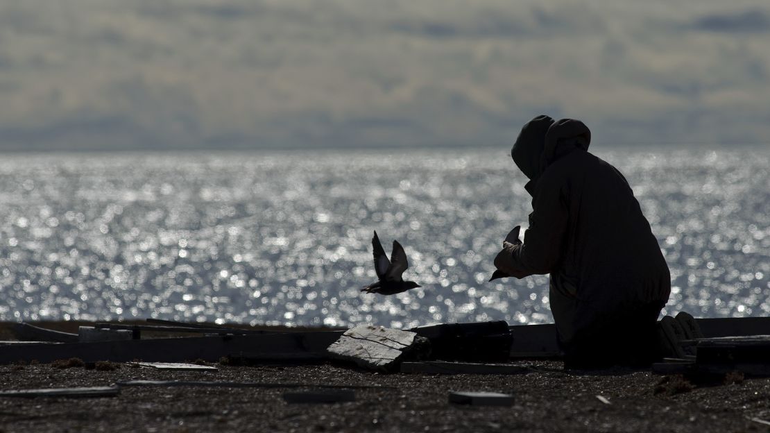 George Divoky says he has the longest running data set to show how climate change is messing with an Arctic species.