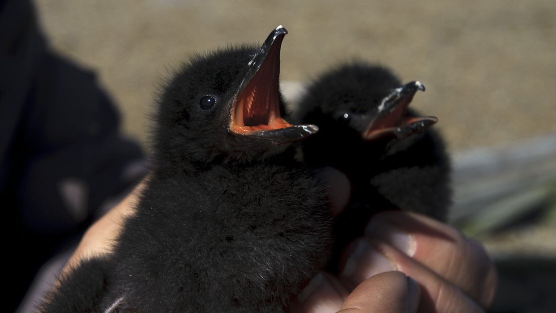 Black guillemot populations on Cooper Island, Alaska, are crashing because of climate change, according to George Divoky.