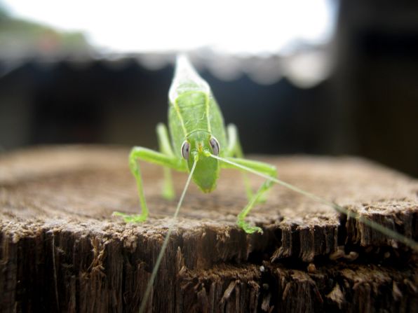 "My experience of change and effective adaptation to unknown surroundings led me to create these photographs with living creatures," says Mexican photographer Aaron Ramos of his insect photography. "I placed them in a total darkness to simulate sensory experiences similar to mine." 