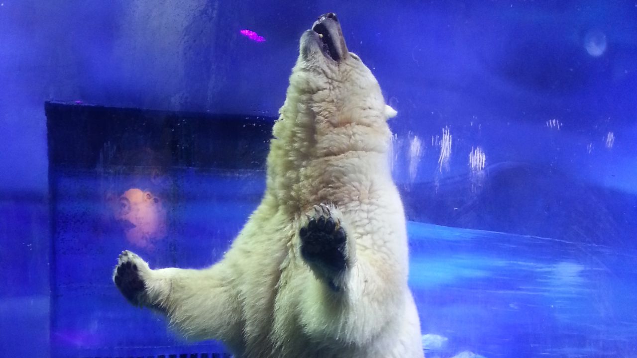 Pizza the polar bear could be moved to a sanctuary if his current owners agree.