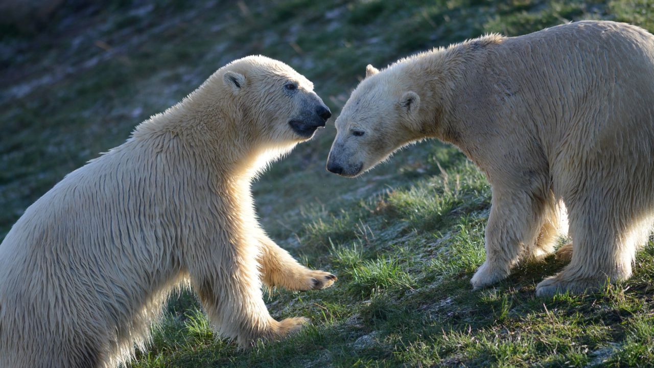 The Yorkshire Wildlife Park has a specially designed polar bear enclosure designed to mimic being in the wild. 
