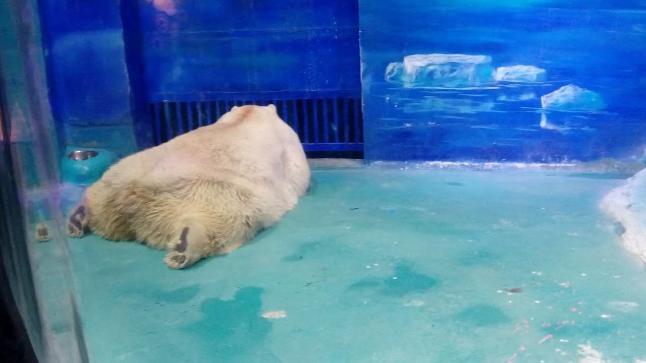 Pizza the polar bear's conditions have been criticized in Chinese state media. 