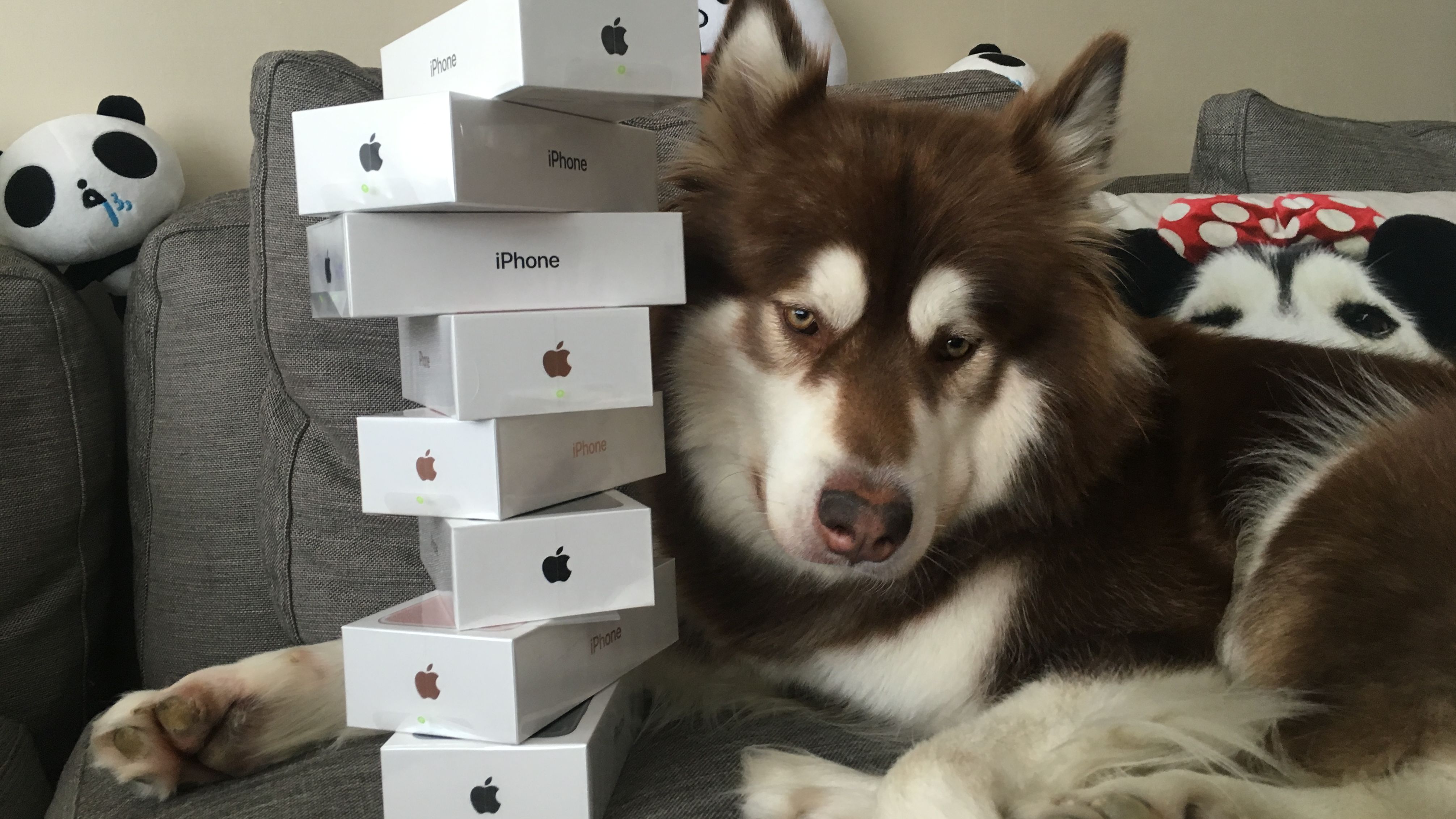Coco the Alaskan malamute poses with her iPhone 7 handsets.