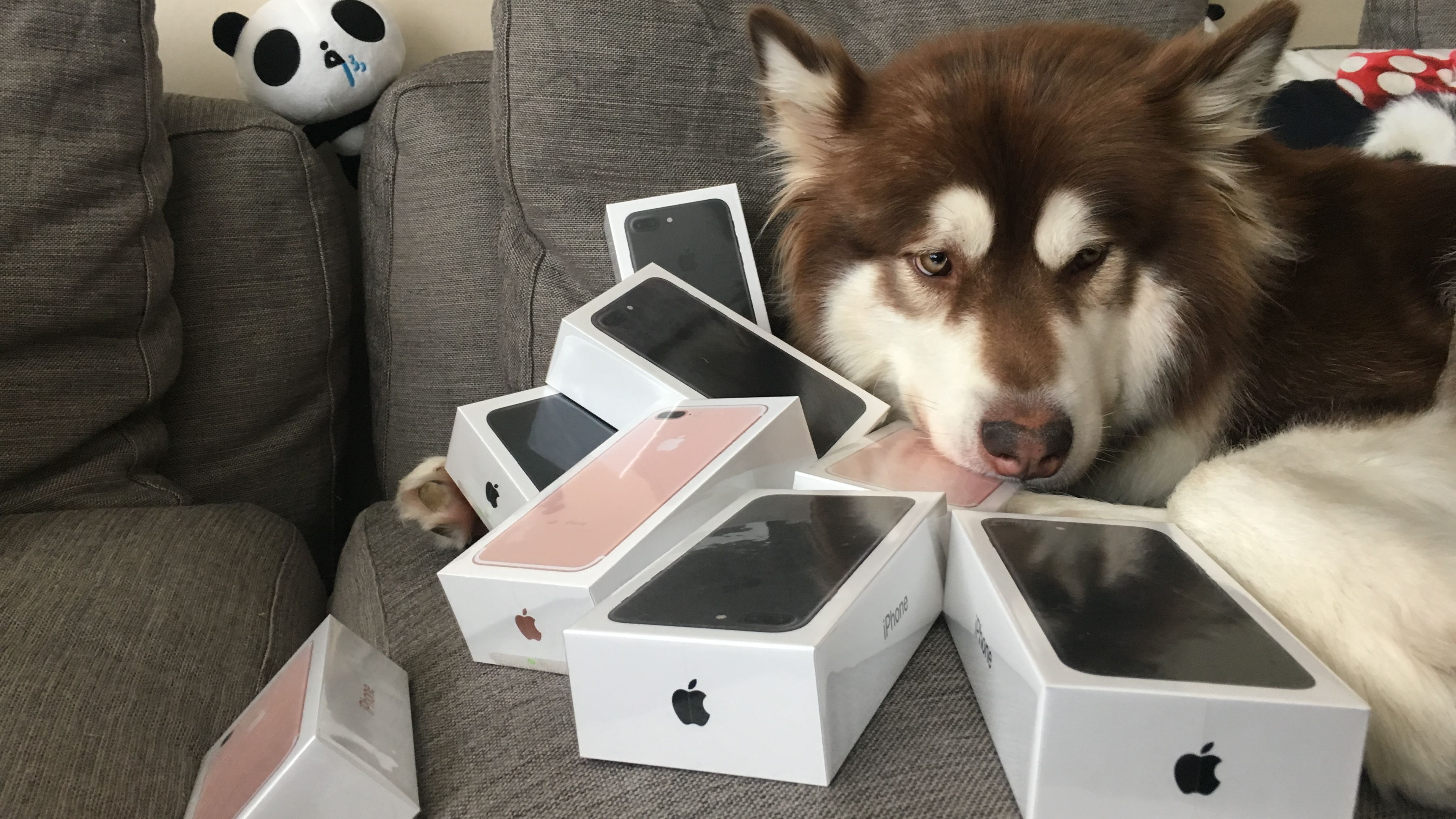 Coco poses with her black and rose gold iPhone 7 handsets.