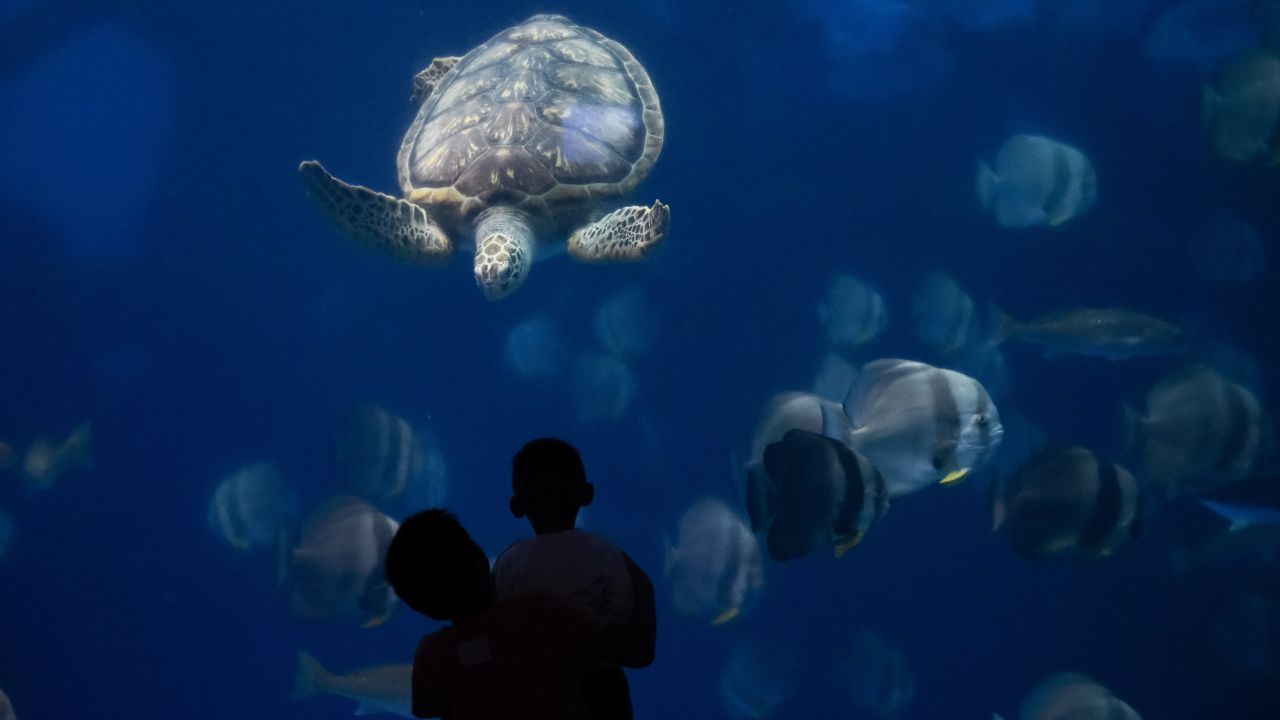 This glowing turtle looks like something straight out of a Pixar animation. It's actually a resident at an ocean park in Hefei, in China's eastern Anhui Province. The park is a popular destination during holidays like the recent Mid-Autumn Moon Festival, which celebrates harvest time.
