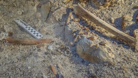 Skeletal remains in situ on the Antikythera shipwreck.