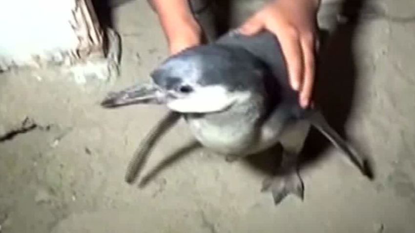 Lost penguin mistaken for a burglar in Peru_00001708.jpg