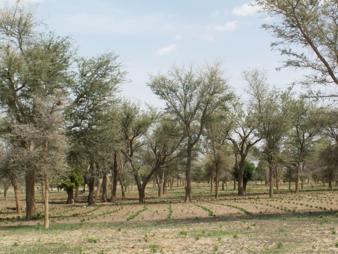 The effects of farmer managed natural regreening in Niger.