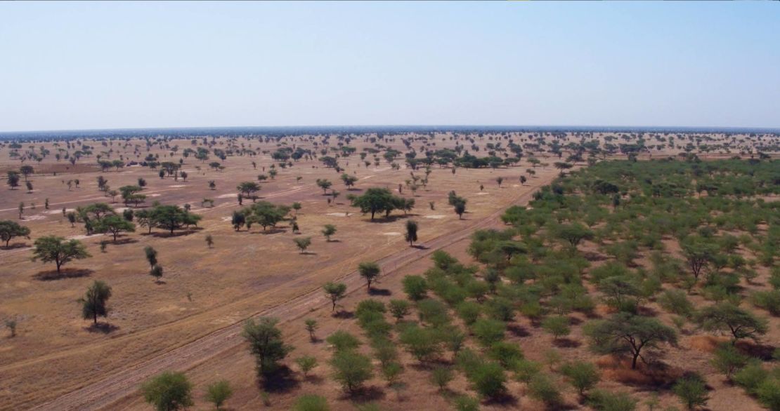 Wall of trees in Senegal, where much of the planting has taken place. 