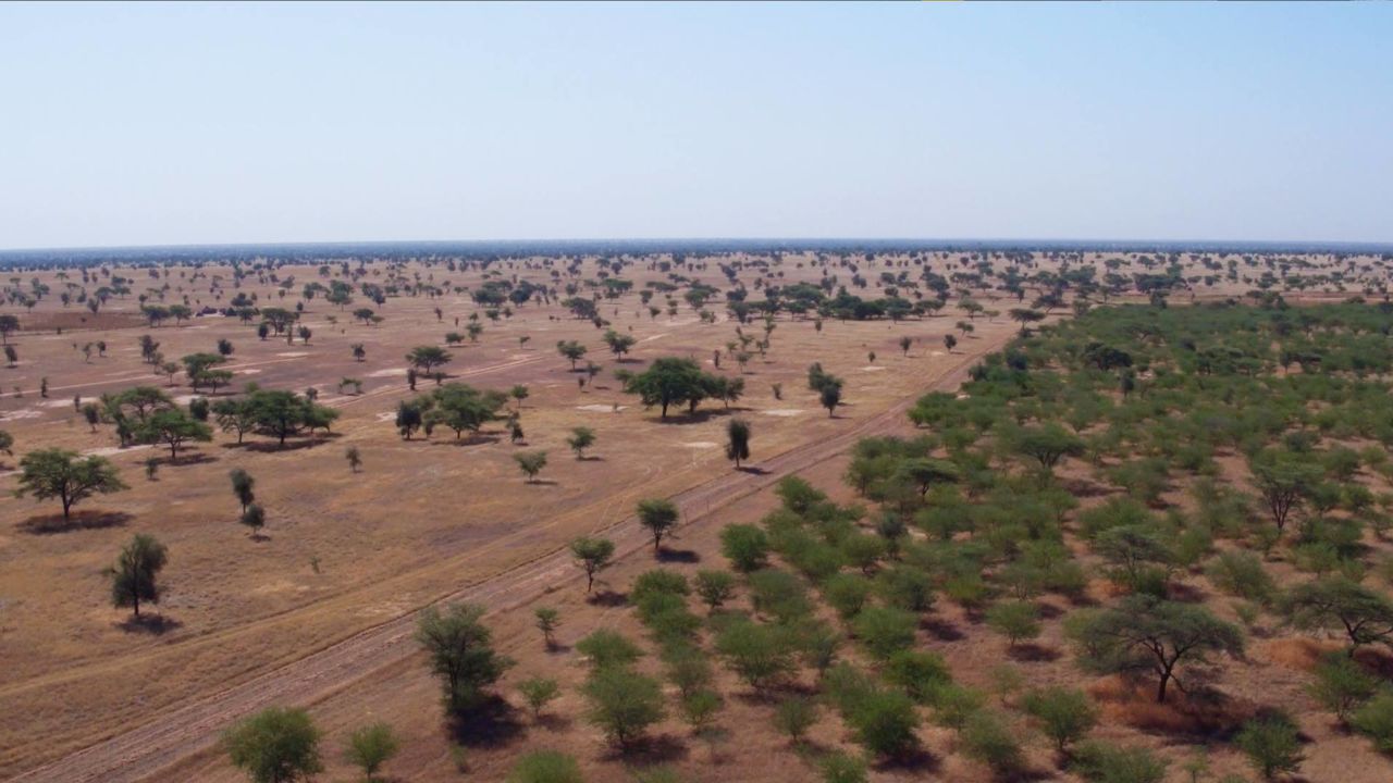 The Great Green Wall was conceived as a 7,700-kilometer tree belt streching the length of the Sahara Desert to stop desertification.