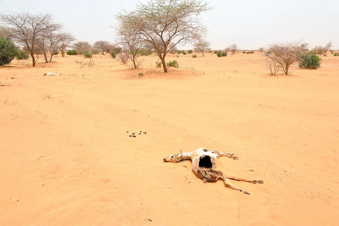 The remains of a goat lie in the sand in Katawane, near Nema, southeastern Mauritania, during a severe drought across the Sahel region in 2012. 