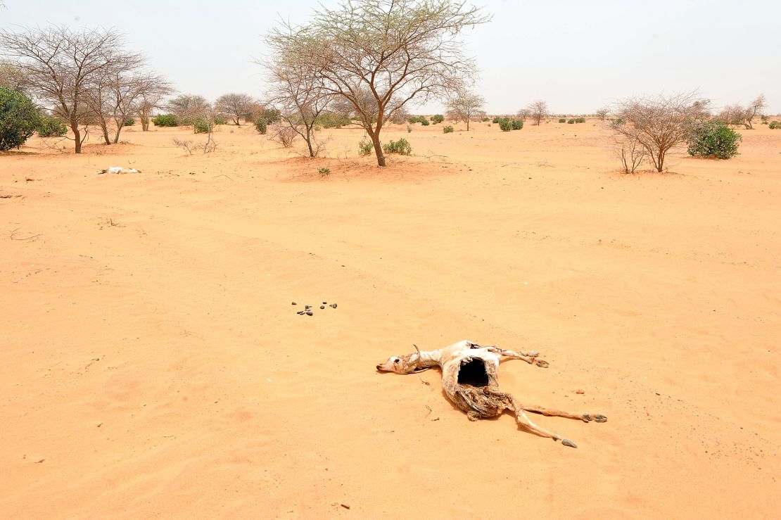 The remains of a goat lie in the sand in Katawane, near Nema, southeastern Mauritania, during a severe drought across the Sahel region in 2012.