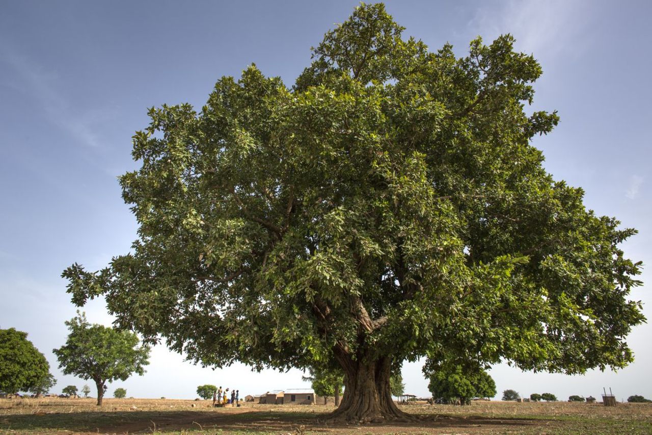 Land management experts recommend that the Wall is reconfigured as a patchwork of regreening initiatives tailored to local conditions including tree planting, wetlands, and sustainable farmland. 