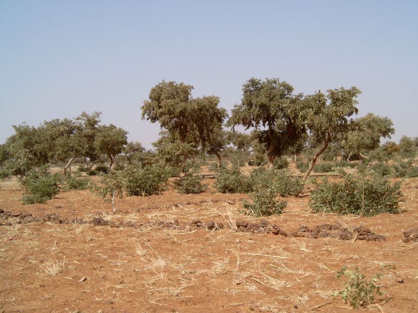 Niger farmers have been able to restore previously barren landscapes, and land management experts say they should be an example for the Great Green Wall to emulate. 