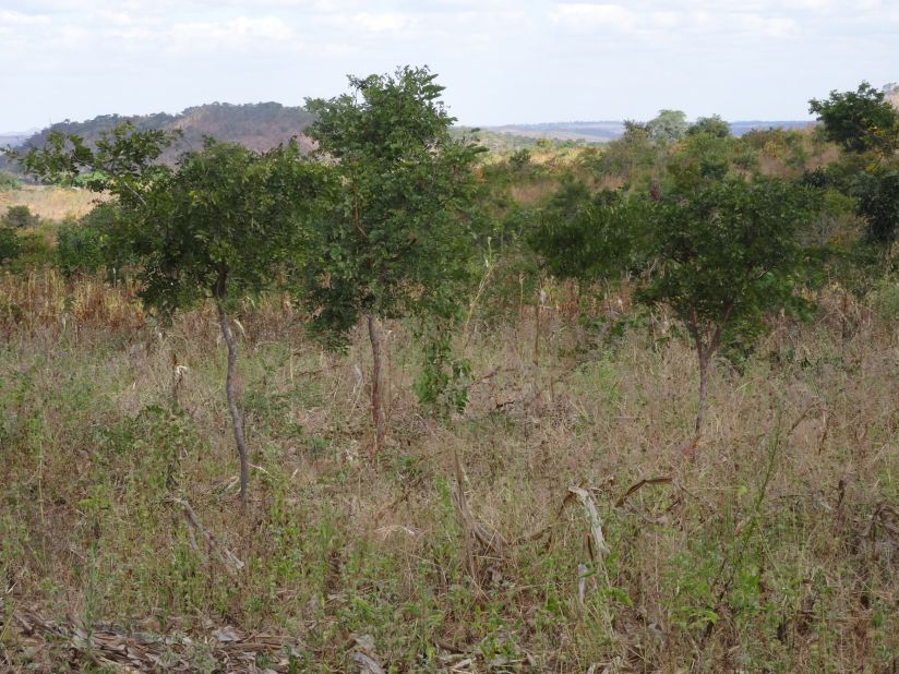 Farmer managed natural regeneration is beginning to spread through the Sahel region, and is delivering gains in countries such as Malawi. 