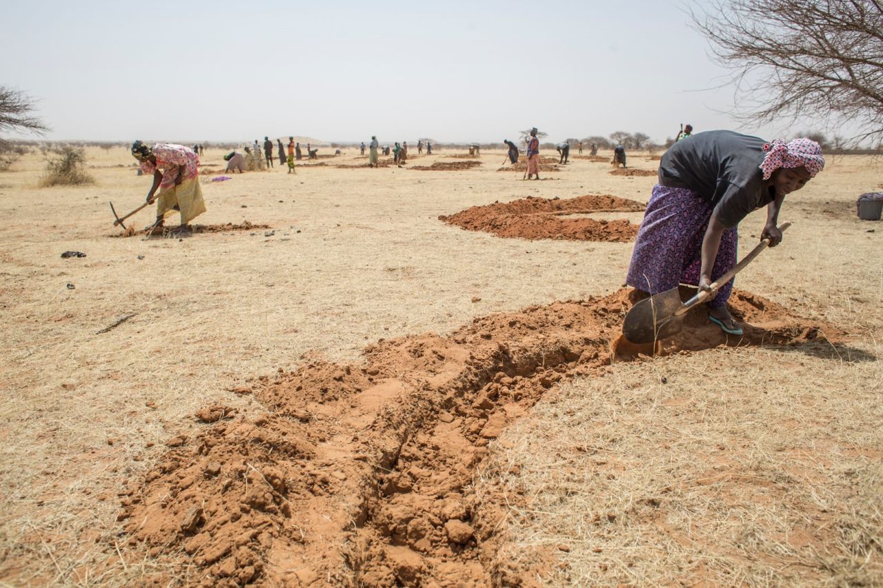 Niger farmers use innovative conservation techniques such as re-using the roots of dead trees, and digging half-moon pits for efficient water storage. 