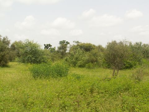 Tree planting had failed in this village in Senegal, which then flourished using the Niger model. 