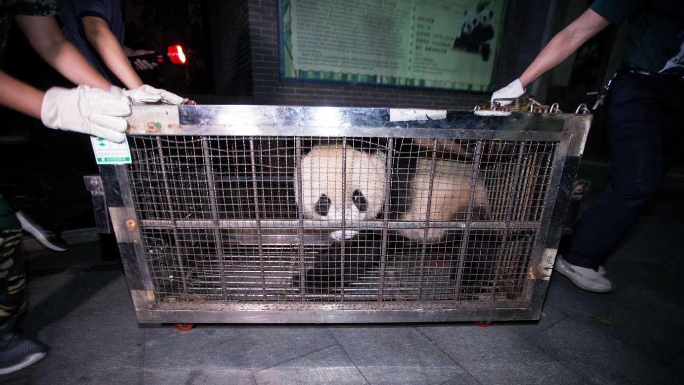 A panda named Chengjiu is transported to the panda hall at China's Hangzhou Zoo on Tuesday, September 20.