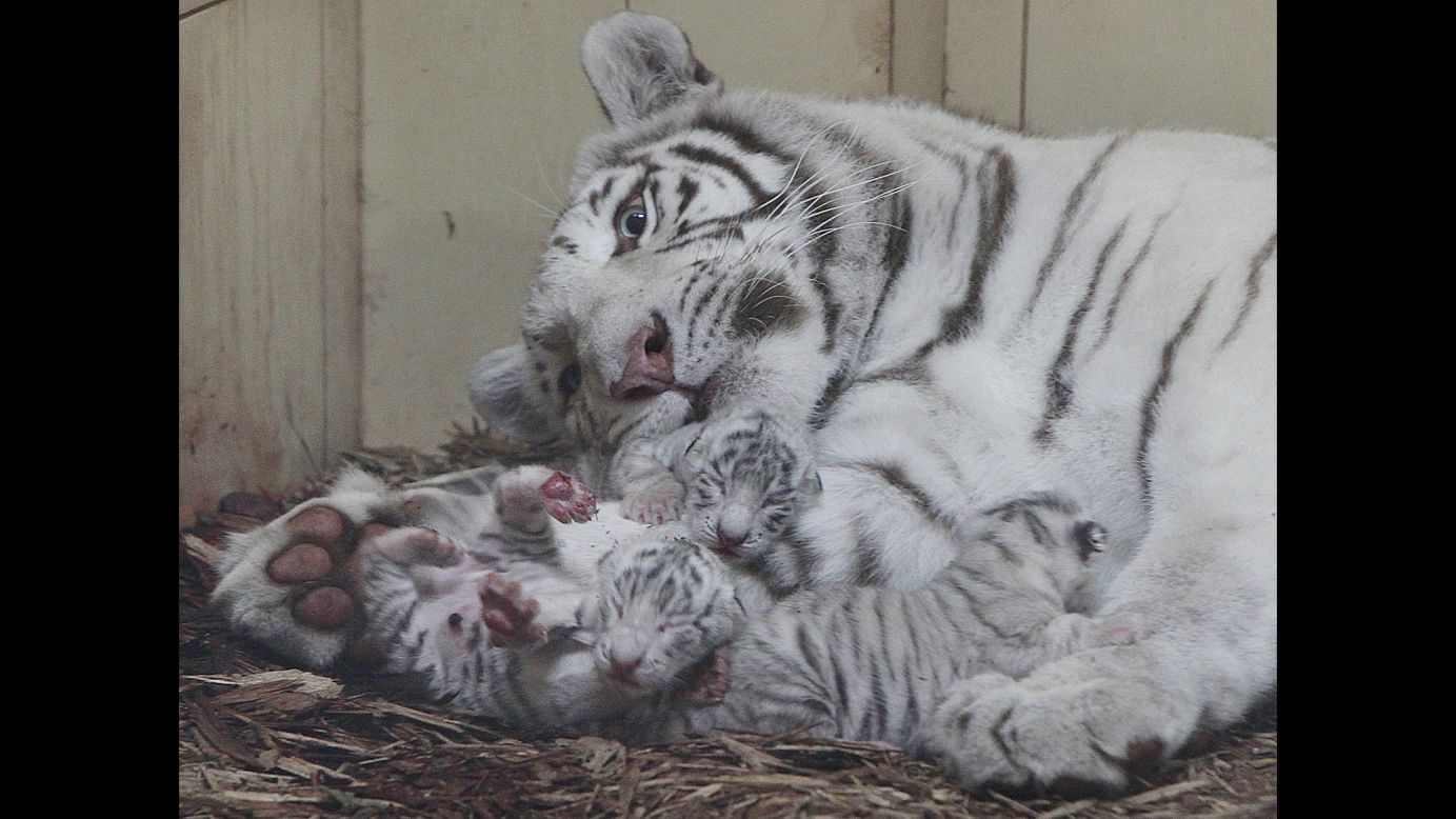 Three white tigers are watched by their mother, Mandzi, just hours after being born at a private zoo in Borysew, Poland, on Thursday, September 22.