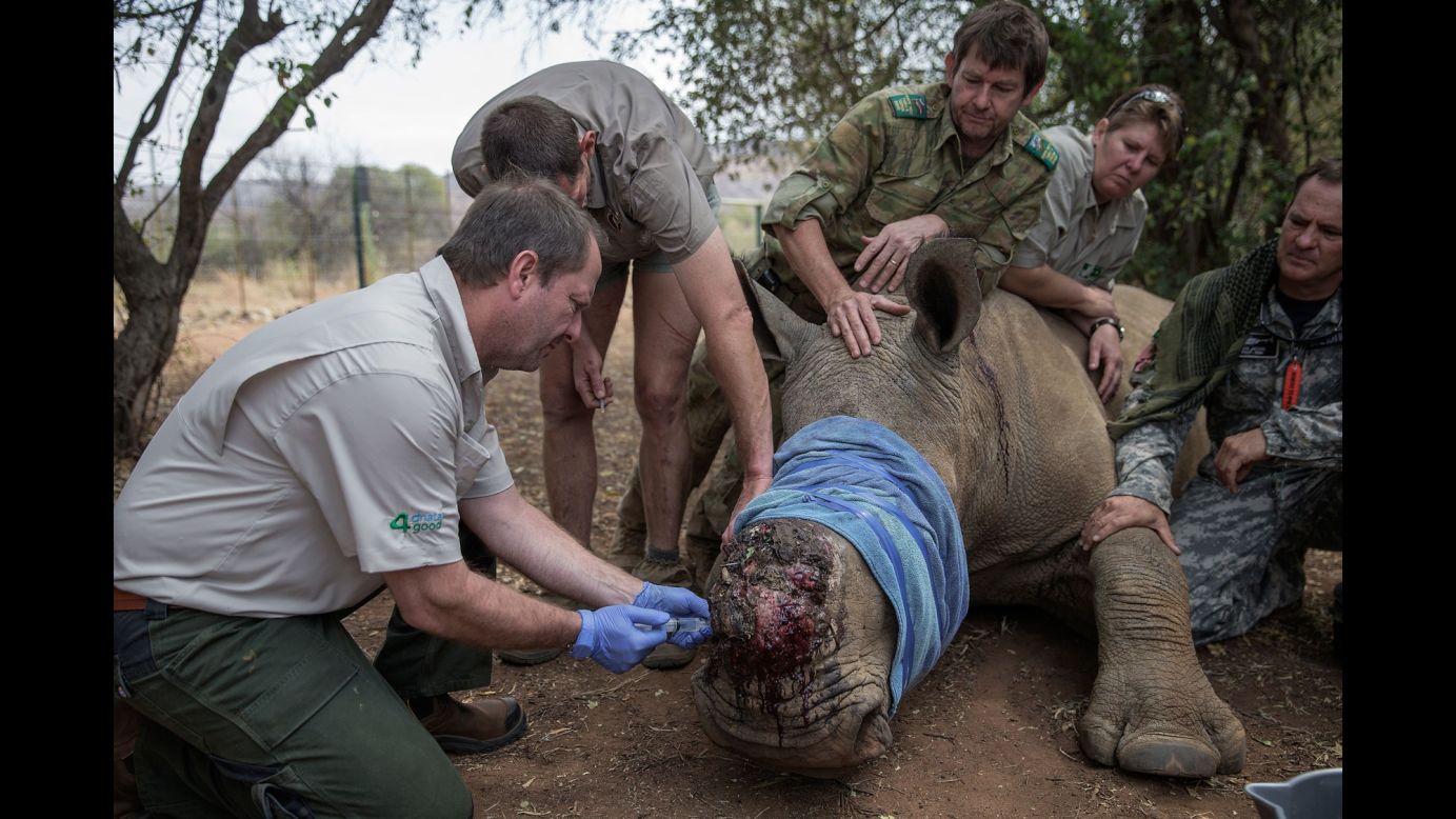 A rhino is treated by veterinarians on Monday, September 19, after its horn was removed by poachers in South Africa.