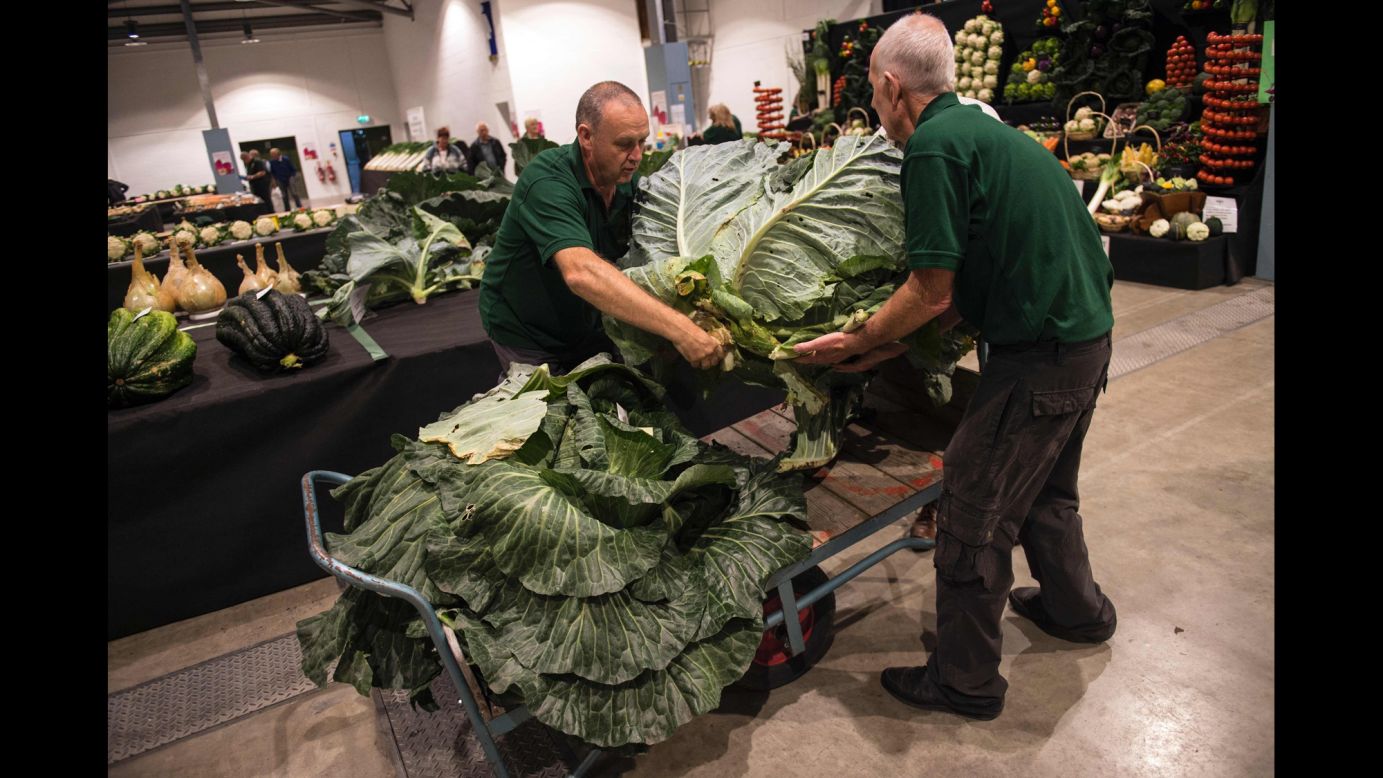Judges move cabbages to be weighed in the Giant Vegetable Competition, which took place on the first day of the Harrogate Autumn Flower Show in Harrogate, England, on Friday, September 16.