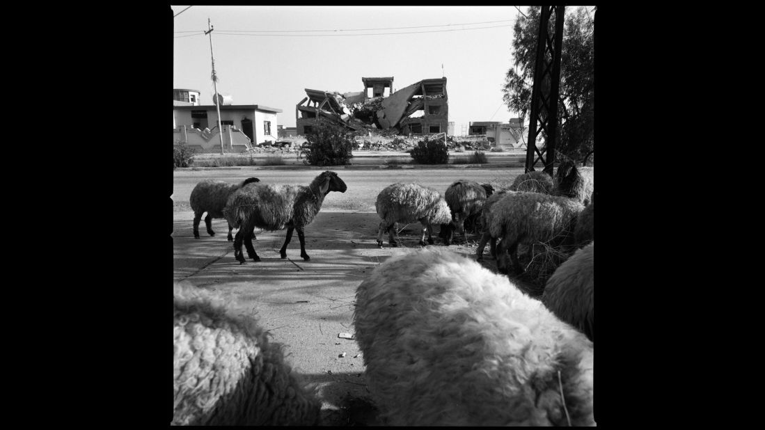 Sheep walk down a deserted street in Sinjar.