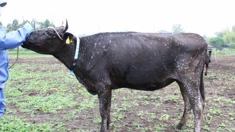 A cow from within Fukushima's 20 km exclusion zone with an abnormal white spot outbreak.