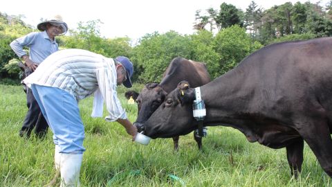 Elderly farmers feeds their radiation-affected cows in the exclusion zone.