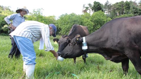 Elderly farmers feeds their radiation-affected cows in the exclusion zone.