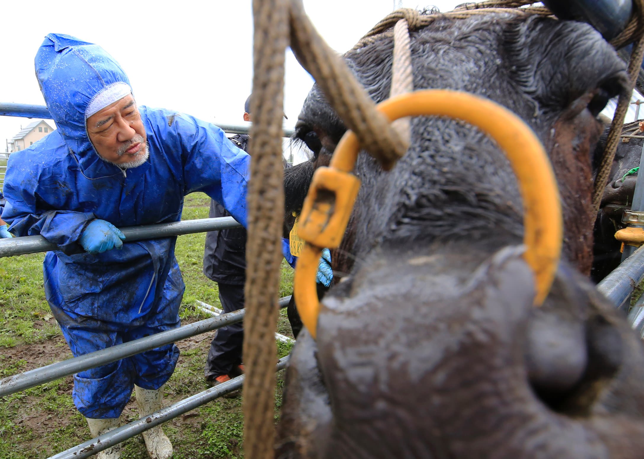 Meet the nuclear cattle of Japan | CNN