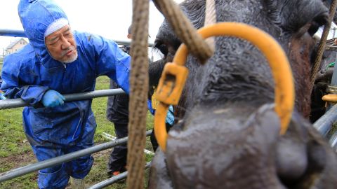 Keiji Okada, associate professor of veterinary medicine and agriculture at Iwate University, examines a cow at Ikeda Ranch in Okuma town, 5 kilometers (3 miles) west of Japan's crippled Fukushima Dai-ichi nuclear power plant. 