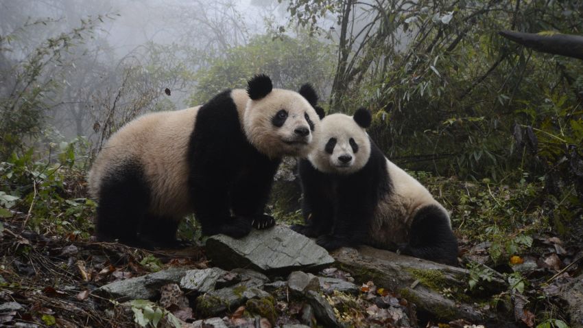Sixteen year old panda, YeYe and her two-year-old female panda Hua Jiao explore their enclosure at the Wolong Nature Reserve managed by the China Conservation and Research Center for the Giant Panda in Sichuan province, China October 31, 2015.  YeYe's 2 year old cub was released at the Liziping National Nature Reserve on November 19, 2015. Hua Jiao is the fifth panda released into the wild over nine years. (Photo by Ami Vitale)